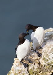Wall Mural - close up of two common guillemots on a cliff