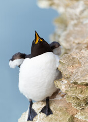 Wall Mural - portrait of a razorbill calling, bempton cliffs