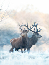 Close Up Of Two Red Deer Stags In Winter