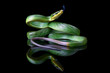 © RooM The Agency - Close-up of a red-tailed racer snake on a black background