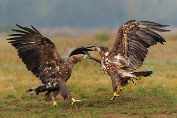 Poster - Eagle battle. White tailed eagles (Haliaeetus albicilla) fighting for food on a field in the forest in Poland.