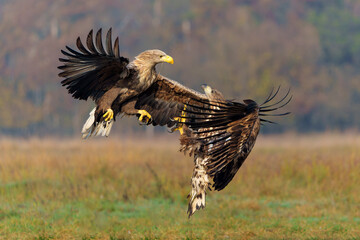 Poster - Eagle battle. White tailed eagles (Haliaeetus albicilla) fighting for food on a field in the forest in Poland.