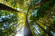Redwood Forest in Rotorua, New Zealand
