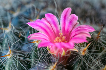 Wall Mural - cactus flower in the desert. first bloom of this cactus happened to be on the first day of spring.
