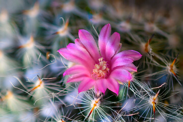 Wall Mural - a lone pink flower is blooming on this cactus on our windowsill in windsor in upstate ny. flower sur