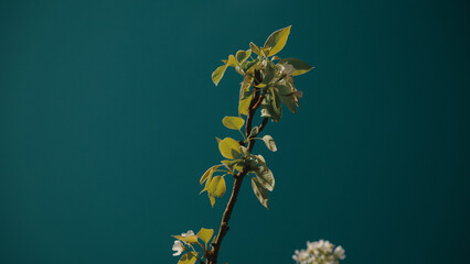 Apple tree branch against blue sky background