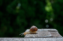 Close Up Of A Small Snail. Garden Snail On Wooden Fance.