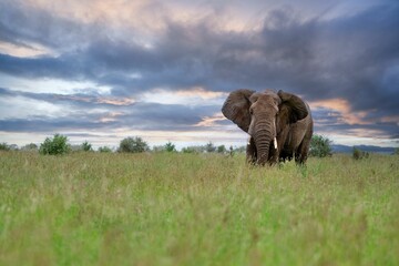 Poster - Scenic shot of a dramatic sunset sky and an elephant walking in the middle of a field