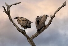 Closeup Shot Of Two Vultures On A Tree Under The Clouds