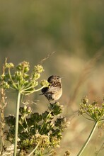 Vertical View Of A Whinchat Perching On A Plant On A Sunny Day