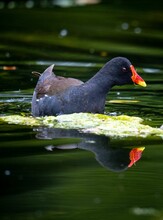 Vertical View Of A Common Moorhen Swimming And Reflecting On The Green Water