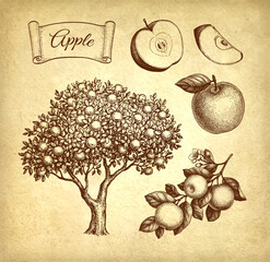 Wall Mural - apple set ink sketches.