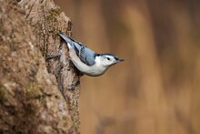 Closeup Shot Of A White-breasted Nuthatch In A Forest In Dover, Tennessee