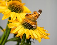 American Lady Butterfly On A Flower