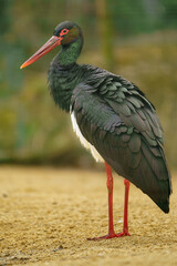 Black stork