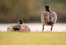 Closeup Shot Of Egyptian Gooses On The Blurry Background
