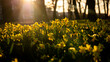 pole wiosennych narcyzów oświetlone przez słońce w parku