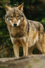 Grey wolf