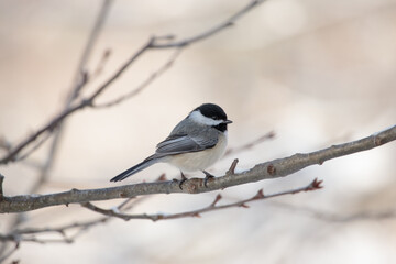 Sticker - Closeup shot of a black and white bird perched on a branch