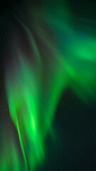 Wall Mural - vertical shot of the green northern lights over the forest against a starry night