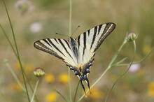Closeup On A Mediterranean Scarce Swallowtail Butterfly , Iphiclides Podalirius, Drinking Nectar