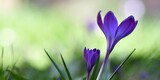 Fototapeta Kwiaty - Piękne i delikatne, fioletowe kwiaty krokusa wielkokwiatowego, odmiana 'Flower Record'