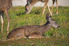 Young Deer Lying On The Grass In A Sunny Meadow 