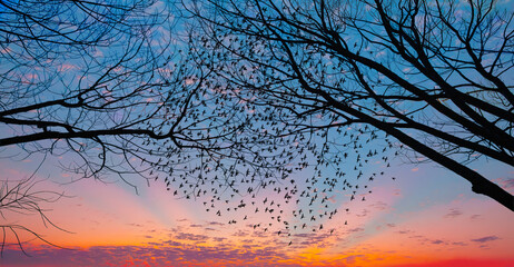 Fototapete - Flock of pigeons leaving a silhouette of tree