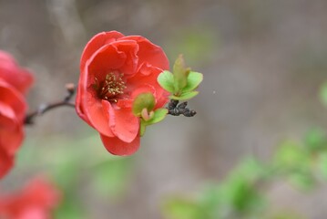 Canvas Print - Flowering quince ( Chaenomeles speciosa ) flowers. Rosaceae deciduous shrub. Colorful flowers bloom from March to April.