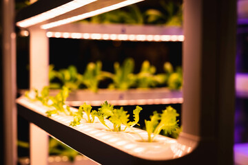 Wall Mural - Organic hydroponic vegetable grow with LED Light Indoor farm, Agriculture Technology.