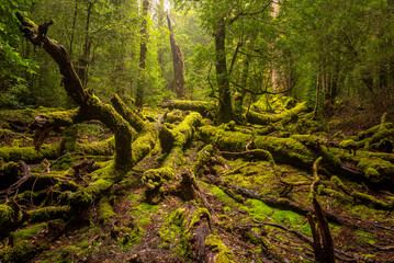 The green room, enchanted forest of Cradle Mountain national park