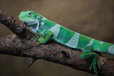 Fototapeta Zwierzęta - Fiji banded iguana