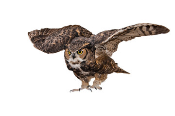 Wall Mural - Great Horned Owl (Bubo virginianus) Photo in Flight on a Transparent Background