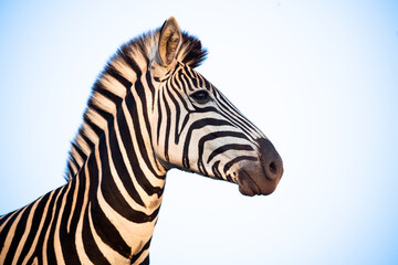 Canvas Print - Zebra and blue sky in South Africa