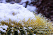 Snow and ice on thorns of barrel cactus in Tucson, Arizona, in the arid American Southwest