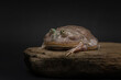 Budgett's frog resting on flat rock. Funny amphibian on dark background. Exotic pet in studio. Lepidobatrachus laevis portrait. High quality horizontal photo