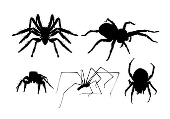 Wall Mural - Set of spider silhouette isolated - vector illustration