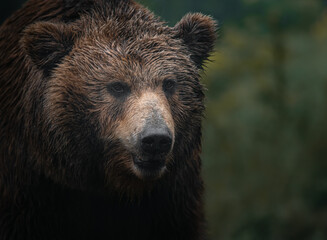 Kamchatka brown bear