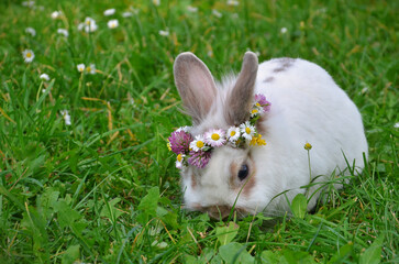 Wall Mural -   White bunny rabbit with brown spots in a wreath of wild daisies eats grass on a spring meadow .Close up photo outdoors.