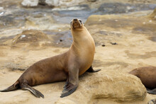 A California Female Sea Lion Chilling On A Rock. La Jolla Cove, California.