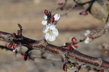 Apricot Blossoming On The Tree (Prunus Armeniaca)