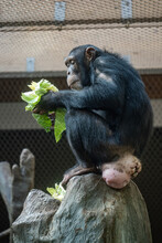 An Adult Chimpanzee With A Big Ass Eats Cabbage In The Zoo.