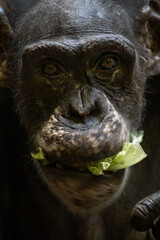 Wall Mural - Adult chimpanzee portrait eating cabbage.