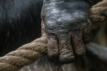 Wall Mural - Close-up of an adult chimpanzee's hand holding a rope.