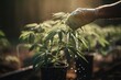 Close up shot of hand taking care and watering marihuana plant. Generative AI
