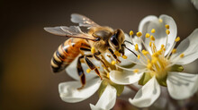 Flying Honey Bee Pollinating A Flower