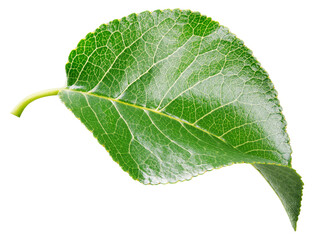 Sticker - Apple leaf isolated on transparent background