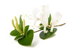 Honeysuckle Sprig  with white flowers and  leaves