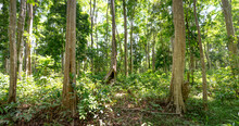 Lagerstroemia Speciosa (Queen 's Crape-myrtle) Forest In Kon Tum Province, Vietnam