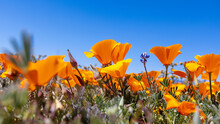 Bloom Of Golden Poppy Flowers In Antelope Valley , California.